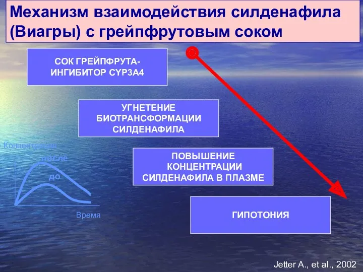 Механизм взаимодействия силденафила (Виагры) с грейпфрутовым соком СОК ГРЕЙПФРУТА- ИНГИБИТОР