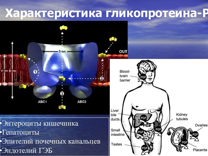 Характеристика гликопротеина-Р Энтероциты кишечника Гепатоциты Эпителий почечных канальцев Эндотелий ГЭБ