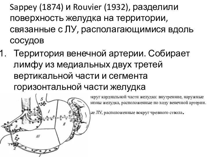 Sappey (1874) и Rouvier (1932), разделили поверхность желудка на территории, связанные с ЛУ,