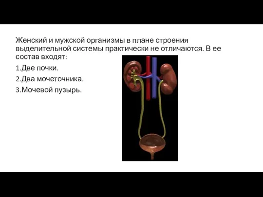 Женский и мужской организмы в плане строения выделительной системы практически