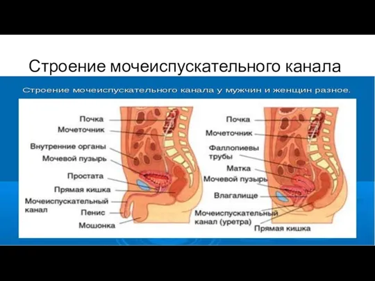 Строение мочеиспускательного канала