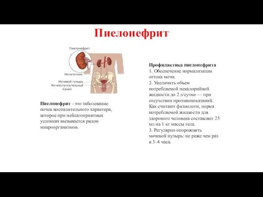 Пиелонефрит Пиелонефрит - это заболевание почек воспалительного характера, которое при