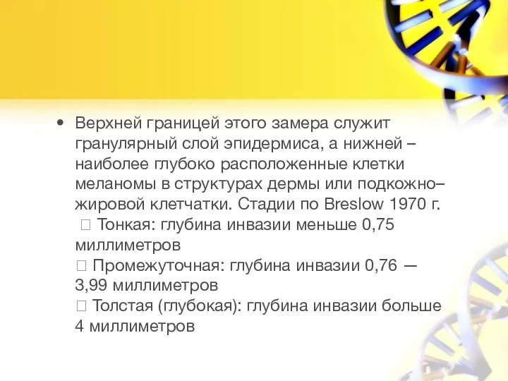 Верхней границей этого замера служит гранулярный слой эпидермиса, а нижней