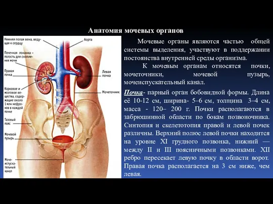 Анатомия мочевых органов Мочевые органы являются частью общей системы выделения,