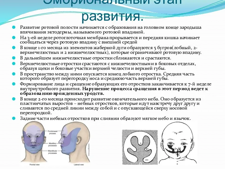 Эмбриональный этап развития. Развитие ротовой полости начинается с образования на головном конце зародыша