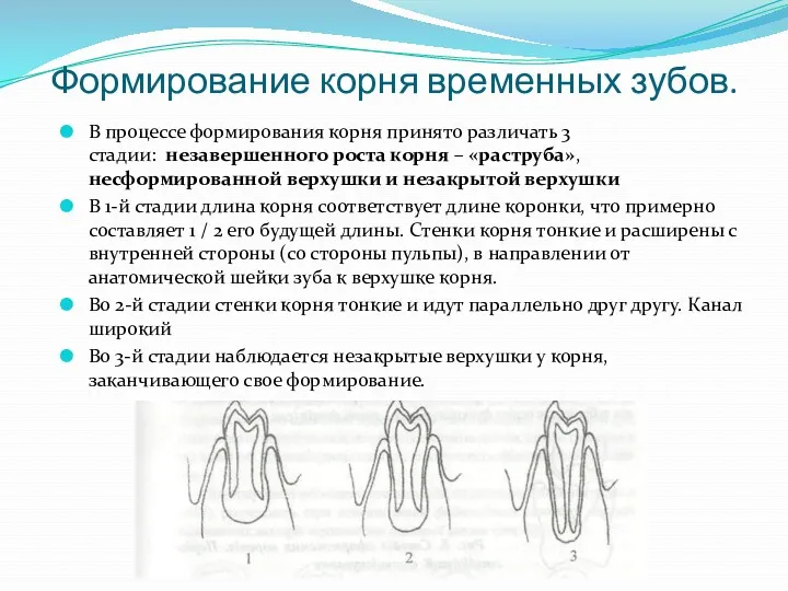 Формирование корня временных зубов. В процессе формирования корня принято различать 3 стадии: незавершенного