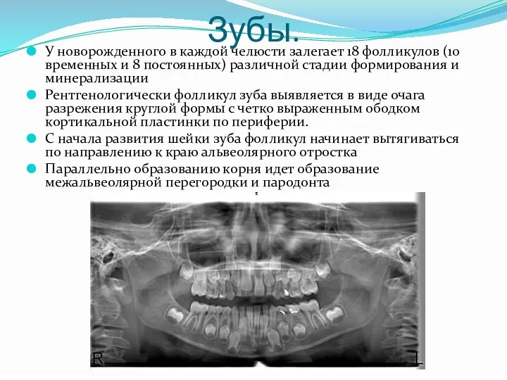 Зубы. У новорожденного в каждой челюсти залегает 18 фолликулов (10 временных и 8