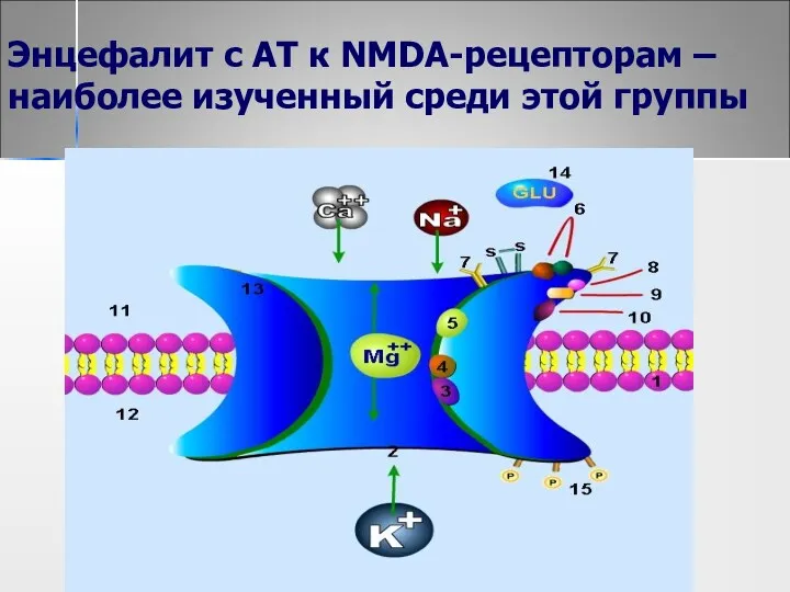 Энцефалит с АТ к NMDA-рецепторам – наиболее изученный среди этой группы