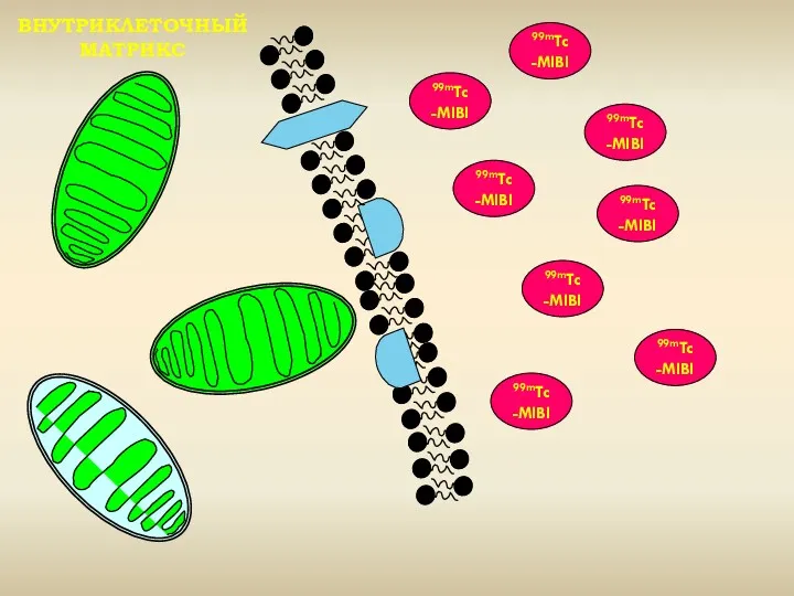 ВНУТРИКЛЕТОЧНЫЙ МАТРИКС 99mTc-MIBI 99mTc-MIBI 99mTc-MIBI 99mTc-MIBI 99mTc-MIBI 99mTc-MIBI 99mTc-MIBI 99mTc-MIBI