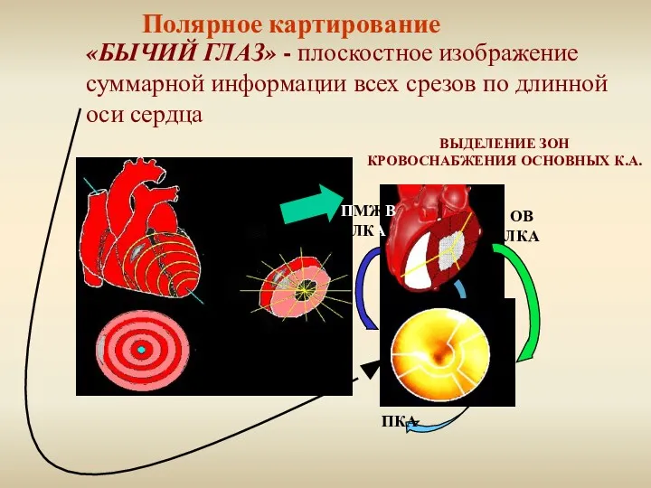 «БЫЧИЙ ГЛАЗ» - плоскостное изображение суммарной информации всех срезов по