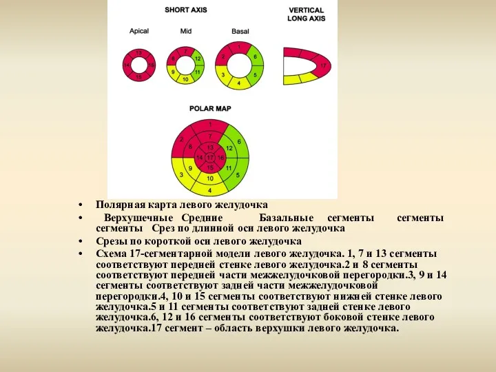 Полярная карта левого желудочка Верхушечные Средние Базальные сегменты сегменты сегменты