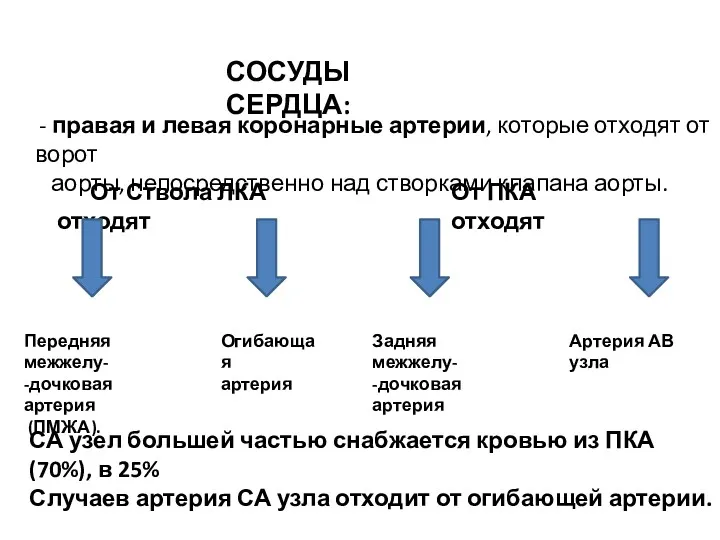 СОСУДЫ СЕРДЦА: - правая и левая коронарные артерии, которые отходят