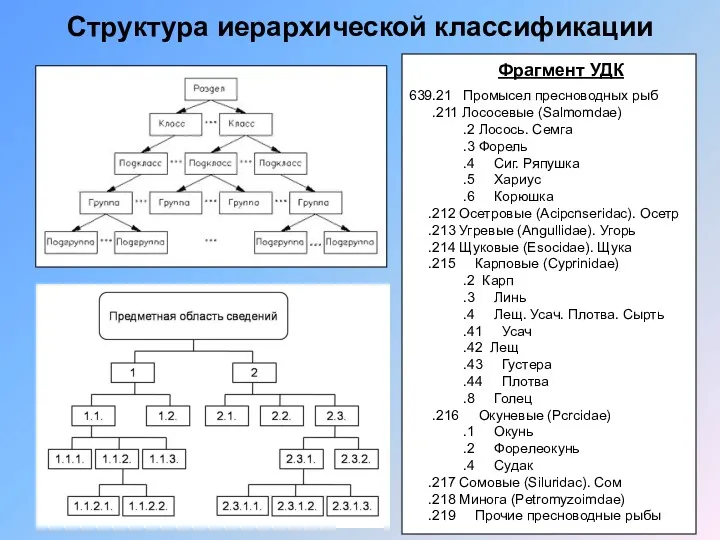 Структура иерархической классификации