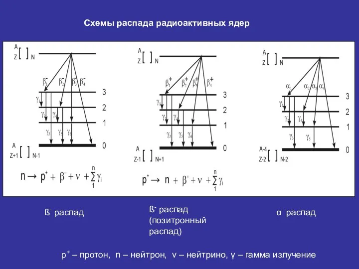 Схемы распада радиоактивных ядер ß- распад ß- распад (позитронный распад)