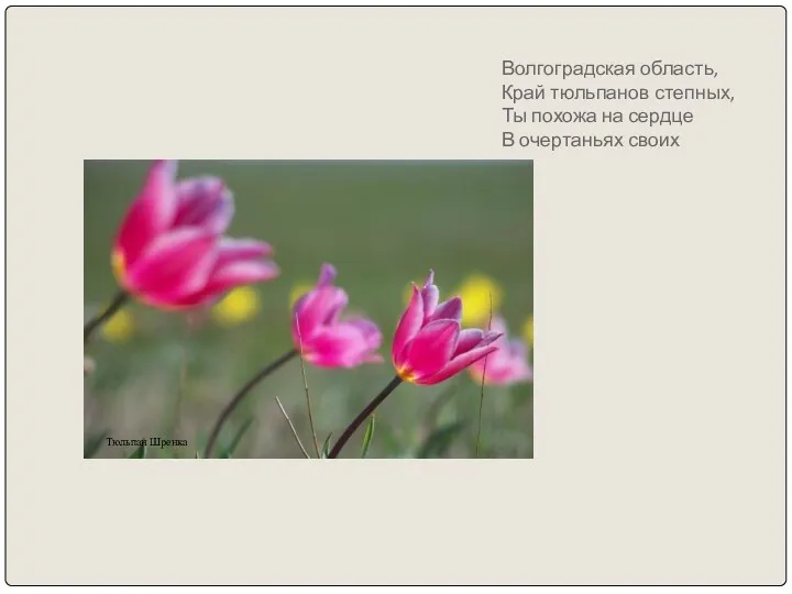 Волгоградская область, Край тюльпанов степных, Ты похожа на сердце В очертаньях своих Тюльпан Шренка
