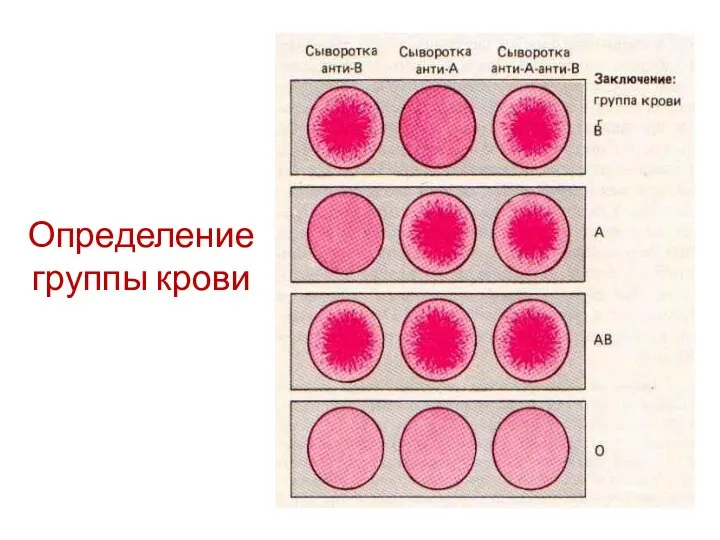 Определение группы крови