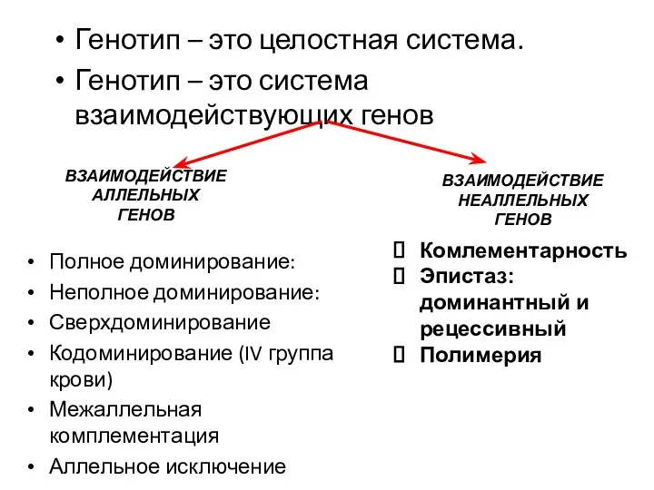 Генотип – это целостная система. Генотип – это система взаимодействующих