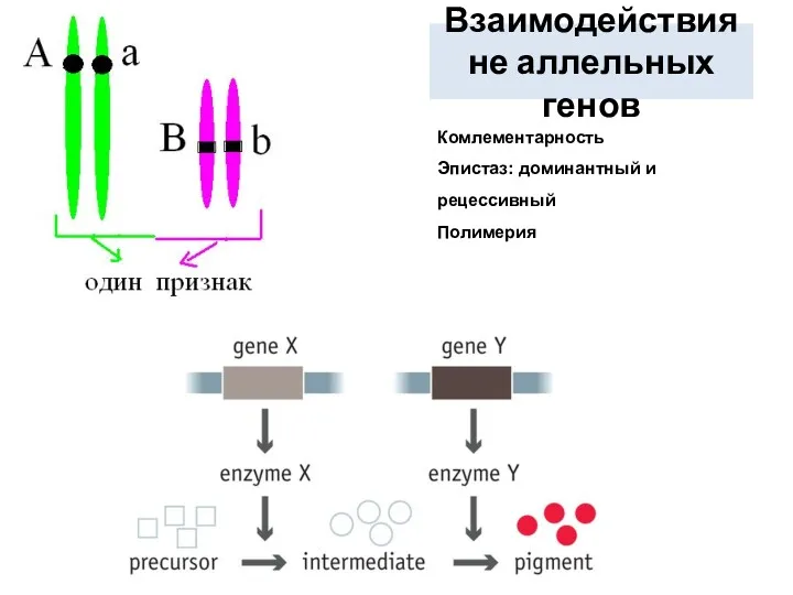 Взаимодействия не аллельных генов Комлементарность Эпистаз: доминантный и рецессивный Полимерия