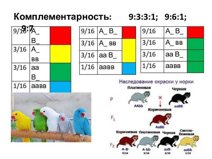 Комплементарность: 9:3:3:1; 9:6:1; 9:7