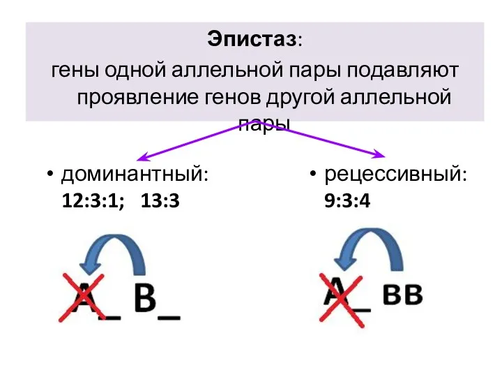 Эпистаз: гены одной аллельной пары подавляют проявление генов другой аллельной пары доминантный: 12:3:1; 13:3 рецессивный: 9:3:4