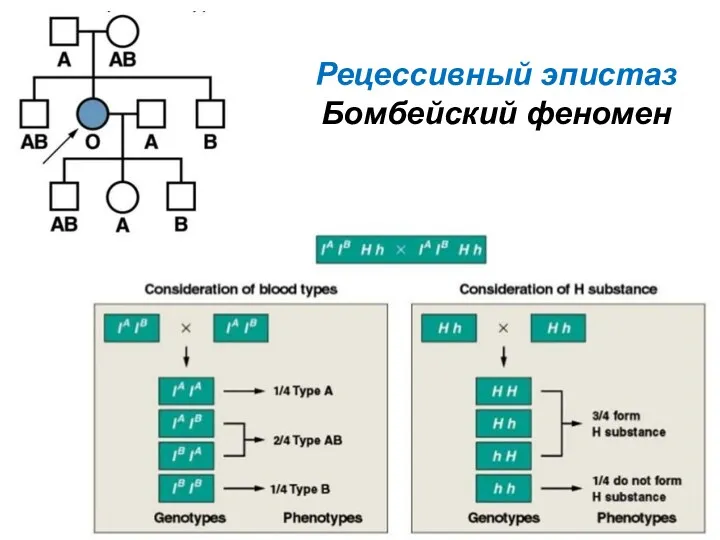 Рецессивный эпистаз Бомбейский феномен