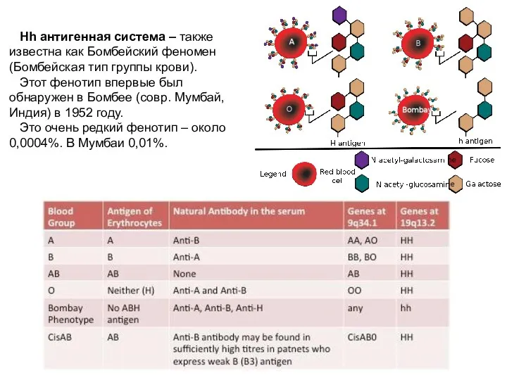 Hh антигенная система – также известна как Бомбейский феномен (Бомбейская
