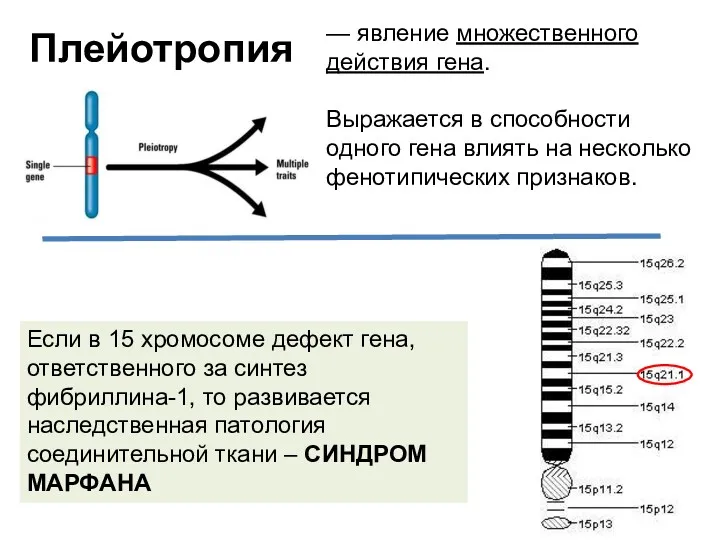 Плейотропия — явление множественного действия гена. Выражается в способности одного