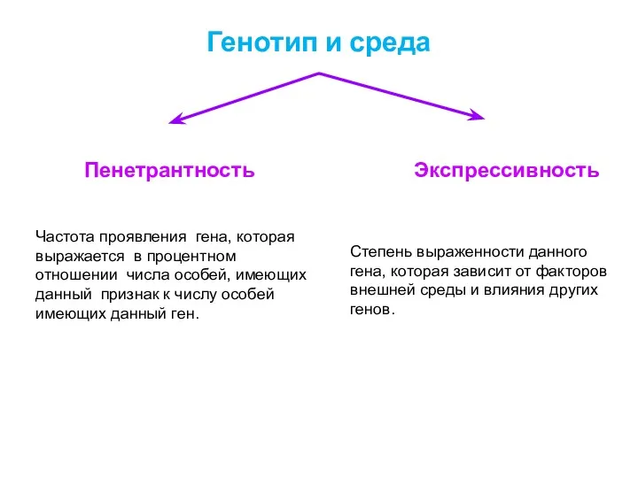 Генотип и среда Пенетрантность Экспрессивность Частота проявления гена, которая выражается