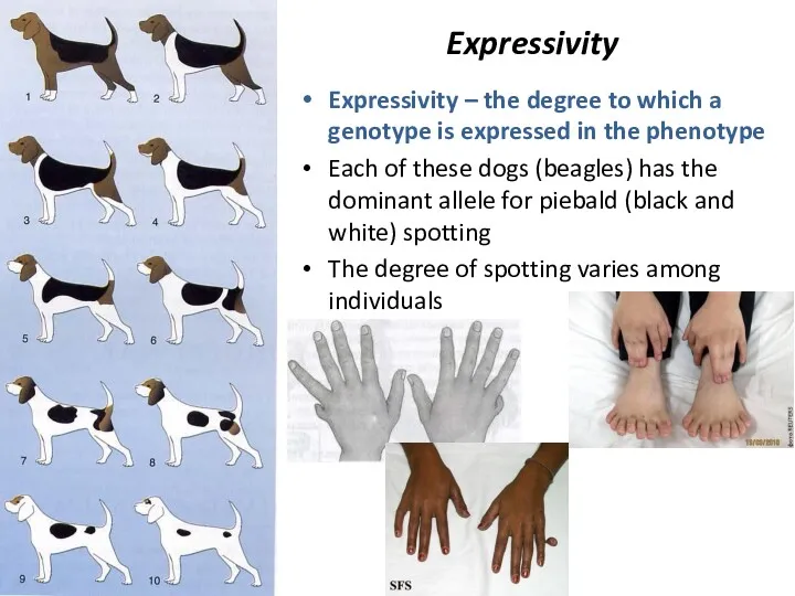 Expressivity Expressivity – the degree to which a genotype is