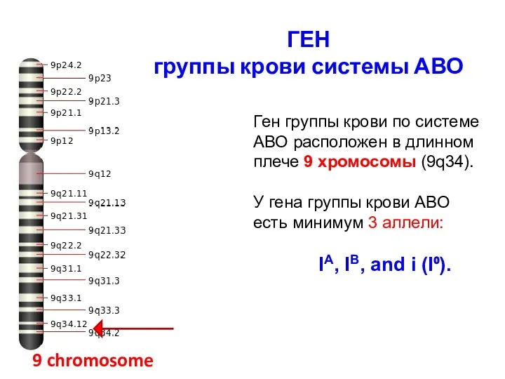 ГЕН группы крови системы АВО 9 chromosome Ген группы крови