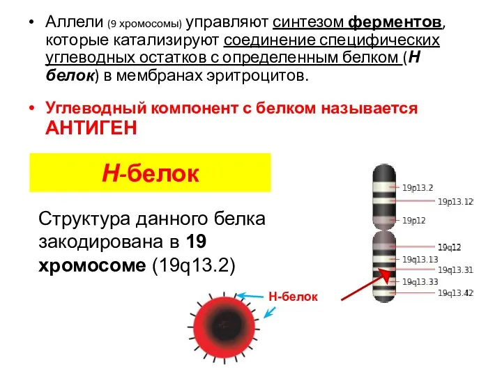 Аллели (9 хромосомы) управляют синтезом ферментов, которые катализируют соединение специфических