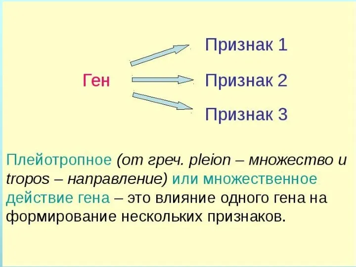 Плейотропное действие генов При плейотропном действии гена один ген определяет