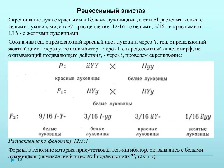 Рецессивный эпистаз Скрещивание лука с красными и белыми луковицами дает