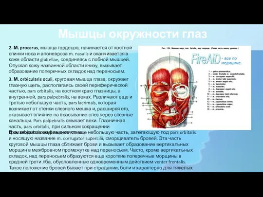 Мышцы окружности глаз 2. М. procerus, мышца гордецов, начинается от