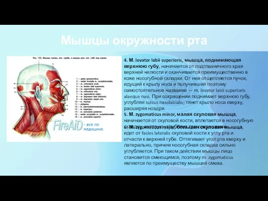 Мышцы окружности рта 4. М. levator labii superioris, мышца, поднимающая