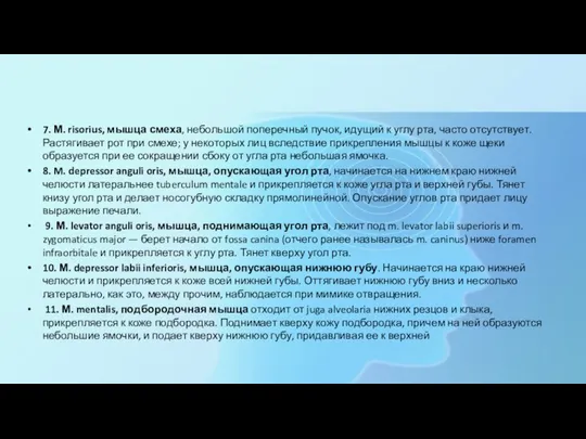 7. М. risorius, мышца смеха, небольшой поперечный пучок, идущий к