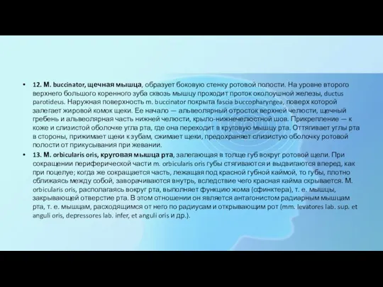 12. М. buccinator, щечная мышца, образует боковую стенку ротовой полости.