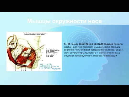 Мышцы окружности носа 14. М. nasalis, собственно носовая мышца, развита