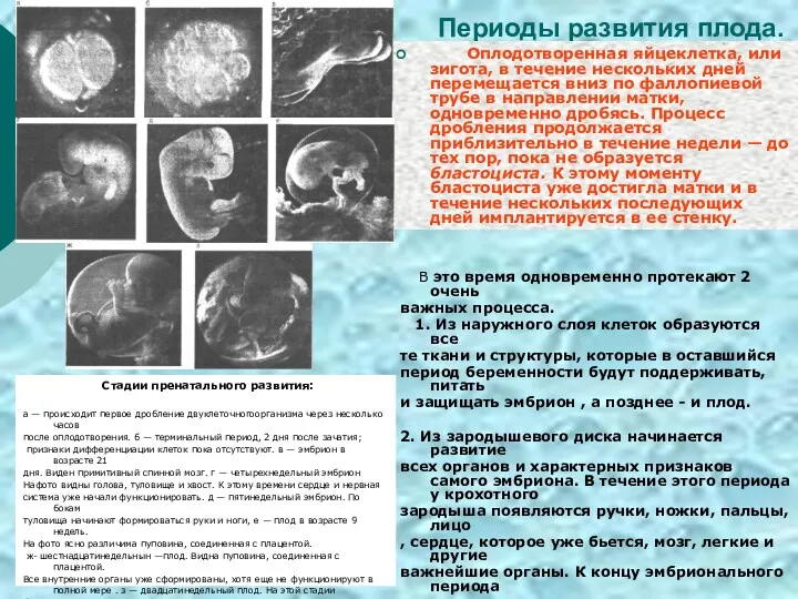 Периоды развития плода. Оплодотворенная яйцеклетка, или зигота, в течение нескольких