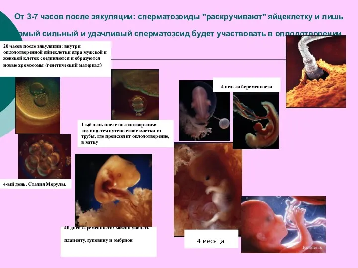От 3-7 часов после эякуляции: сперматозоиды "раскручивают" яйцеклетку и лишь