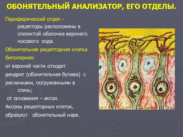 ОБОНЯТЕЛЬНЫЙ АНАЛИЗАТОР, ЕГО ОТДЕЛЫ. Периферический отдел - рецепторы расположены в