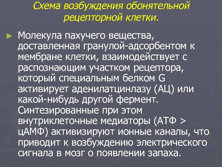 Схема возбуждения обонятельной рецепторной клетки. Молекула пахучего вещества, доставленная гранулой-адсорбентом