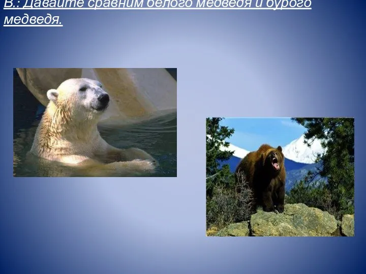 В.: Давайте сравним белого медведя и бурого медведя.