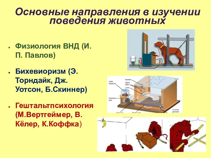 Основные направления в изучении поведения животных Физиология ВНД (И.П. Павлов)