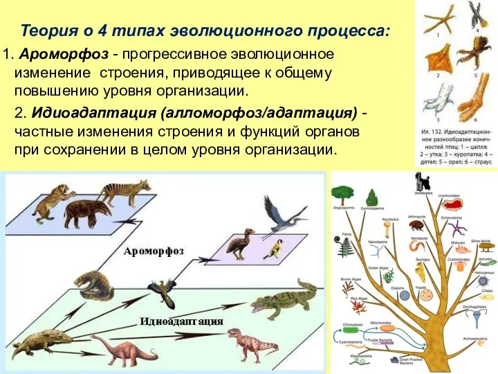 Теория о 4 типах эволюционного процесса: Ароморфоз - прогрессивное эволюционное