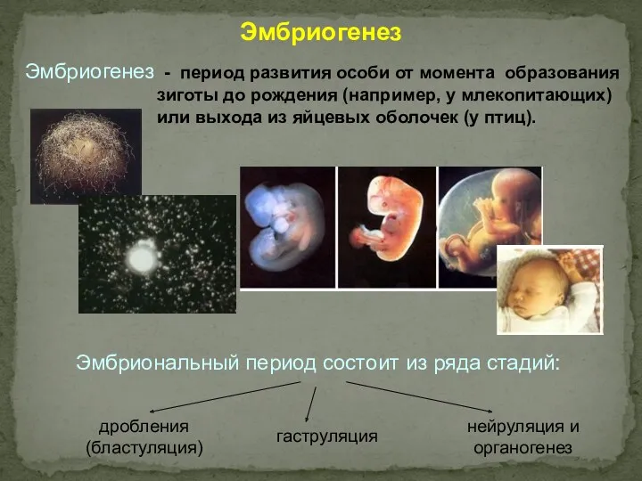 Эмбриогенез Эмбриогенез - период развития особи от момента образования зиготы