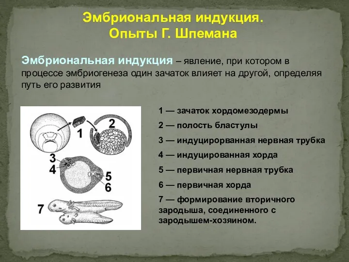 Эмбриональная индукция. Опыты Г. Шпемана Эмбриональная индукция – явление, при