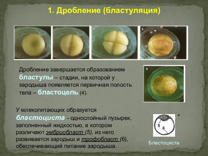 1. Дробление (бластуляция) У млекопитающих образуется бластоциста - однослойный пузырек,