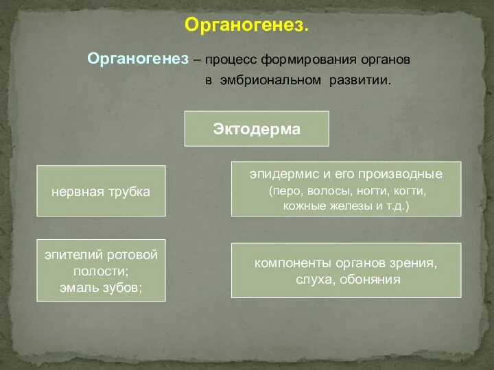 Органогенез. Органогенез – процесс формирования органов в эмбриональном развитии. Эктодерма