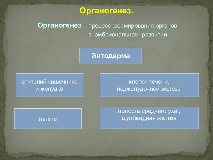 Органогенез. Органогенез – процесс формирования органов в эмбриональном развитии. Энтодерма